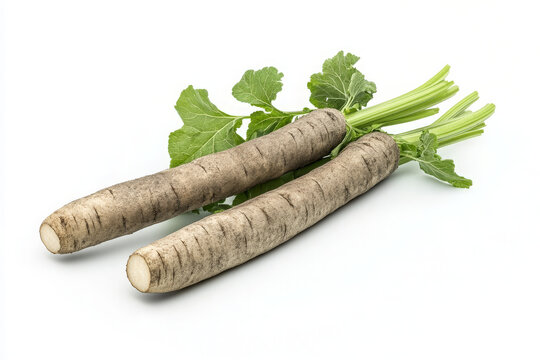 Two fresh black salsify roots with green leaves isolated on white background.