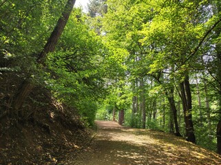 Green forest with path and sunlight