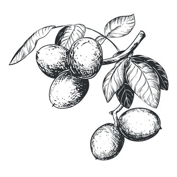 Line sketch of a walnut branch. Hand drawn vector ink drawing of nut. Branch with leaves and harvest. Healthy eating and diet. Outline illustration using engraving technique on a white background.