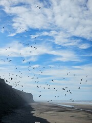 Flying birds parrot in Balneario el Condor 