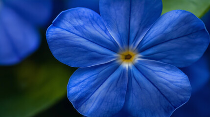 Close-up of blue Periwinkle flower in the garden.