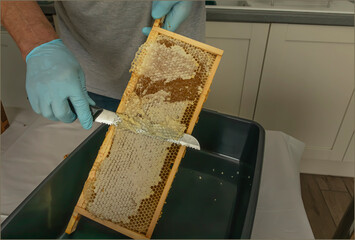Uncapping the cells to harvest the honey