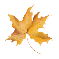 Watercolor autumn maple leaf . Hand drawn illustration. Transparent PNG. 