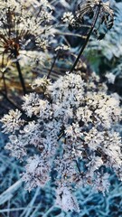 frost on branches