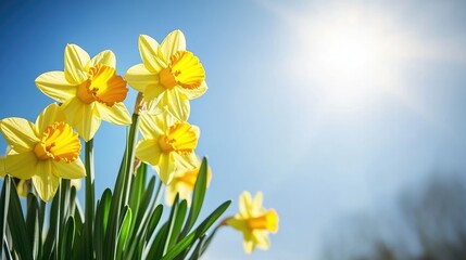 Bright yellow daffodils in lush spring field 