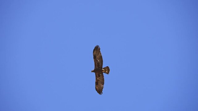 Golden Eagle gliding in the sky as a Swainson's Hawk swoops at it trying to intimidate it.