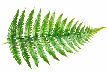 Fern Leaf. Green Botanical Plant Flora Nature Background