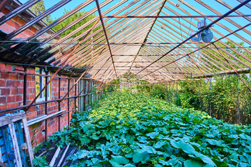Overgrown Greenhouse with Lush Foliage and Rusting Frame at Eye Level
