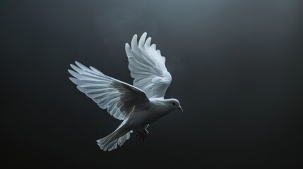 Obraz premium Flying Dove - Peace Symbol in Flight Against Black Background