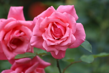 Beautiful pink rose on a green background. Close up.