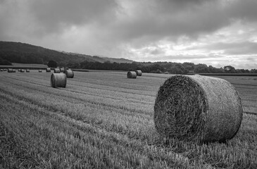 sheafs of hay on the field