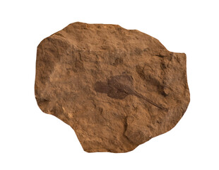 fossil of ginkgo leaf  in the stone on white, isolated  © wlad074