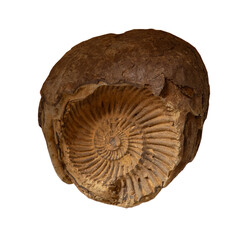 fossil of Ammonite in the stone on white, isolated