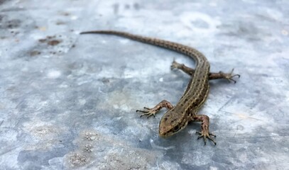 Lizard