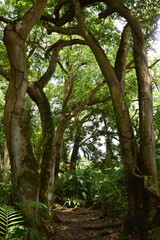 A path in a jungle in the Seychelles