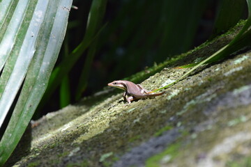 Lizard basking in the sun on a mossy rock pt. 2