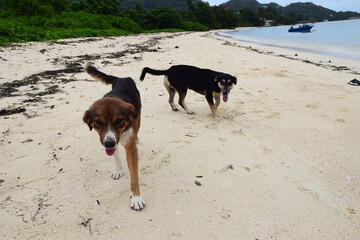Happy dogs on the beach in the Seychelles 