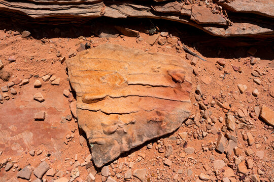 ichnites preserved dinosaur footprints