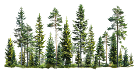 Lush green coniferous forest showcasing various evergreen trees isolated on transparent background