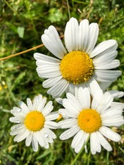 Chamomile