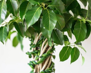 Obraz premium Ficus Benjamina: Botany Decor with Bright Green Leaves and Braided Stem