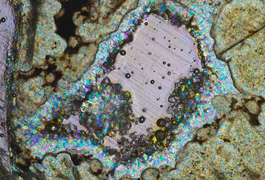 micrograph of Aglaophyton major fossil 