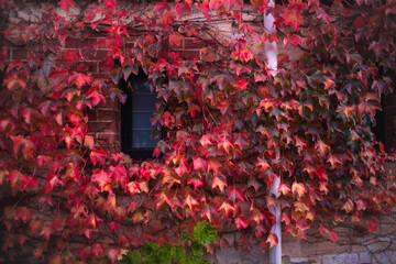 autumn leaves on wall