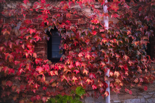 autumn leaves on wall