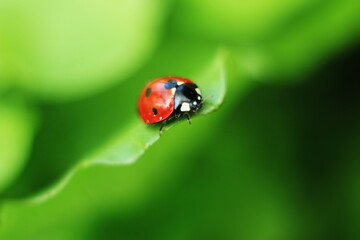 Fototapeta premium Summer background Ladybug on a green leaf macro