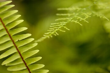 Summer backgrounds nature landscapes plants green 