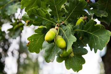 A large cluster of green acorns hanging beautifully from a tree branch