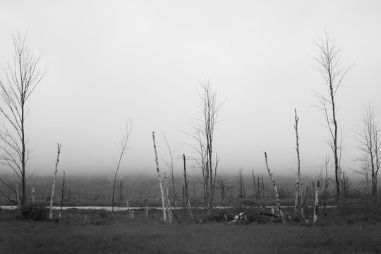 Moody black and white landscape of northern Michigan trees