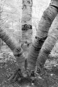 Black and white edit of birch trees trunks with heart-shaped knot