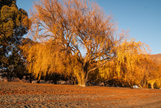 A yellow willow tree bathed in early morning light