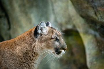 mountain lion in a zoo