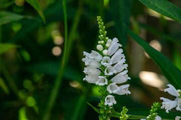 white flowers in the garden