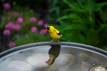 goldfinch reflection