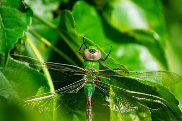 dragonfly on a green leaf