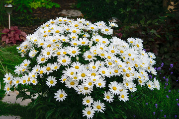 shasta daisies