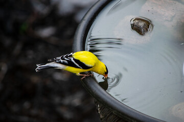Goldfinch drinking