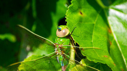 dragonfly on a green leaf