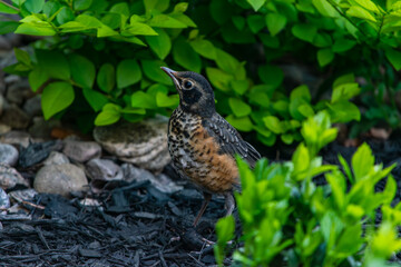 baby robin