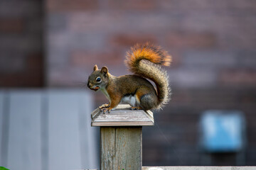 squirrel on a fence