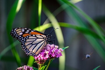 butterfly on a flower