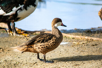 duck in the park