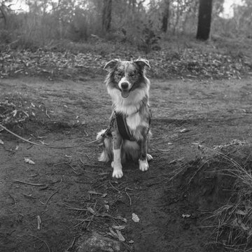 Australian Shepherd x Border collie looking at camera