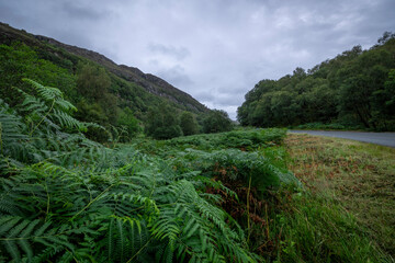 A serene natural landscape featuring a grassy area with lush vegetation, trees, and majestic mountains in the background. This scenic view captures the beauty of a peaceful outdoor setting, perfect fo