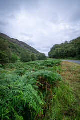 A serene natural landscape featuring a grassy area with lush vegetation, trees, and majestic mountains in the background. This scenic view captures the beauty of a peaceful outdoor setting, perfect fo