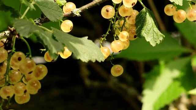 Yellow currants against a dark background move gently in the wind