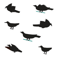 bird vector design